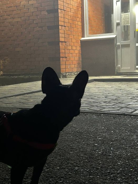 Шайни ищет жениха