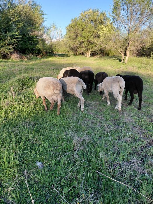 Семіз қошқарлар, Ісек қой  сатылады