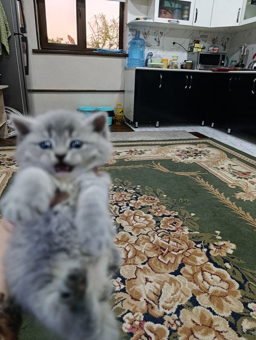 Mushukchalar sotiladi bir oylik