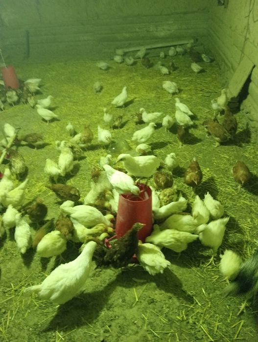 Цыплята 2 месяц     .