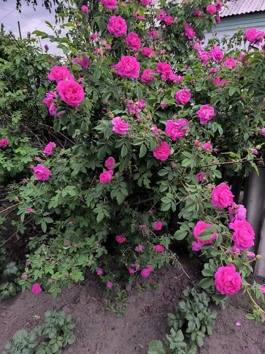Продам  саженцы чайной розы ,цветок молодило,саженцы кистевидной фукси