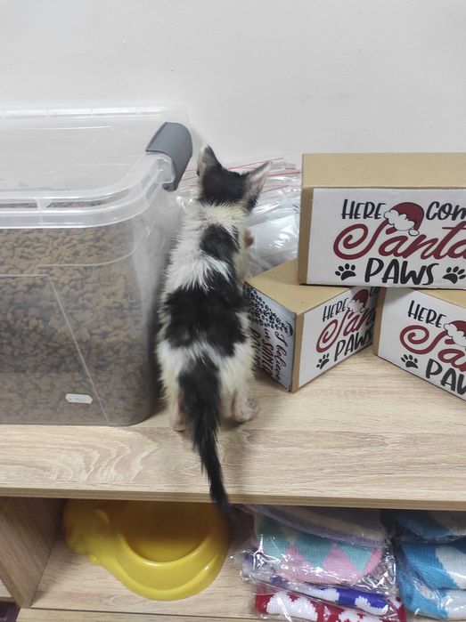 2-месечно момченце търси дом!