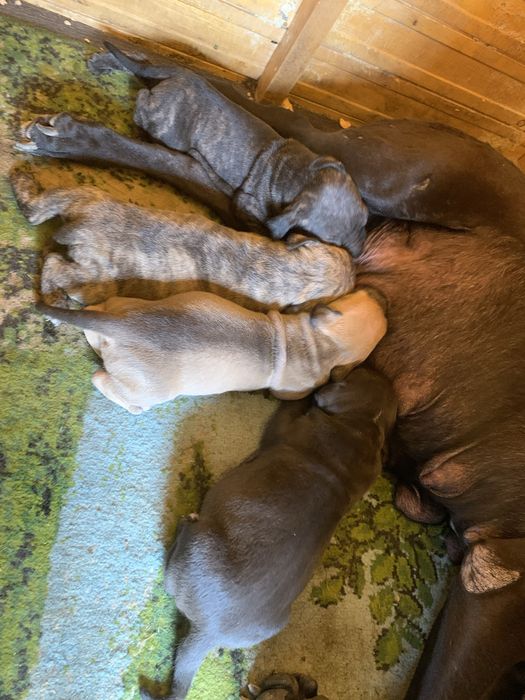 Питбультерьер с родословной