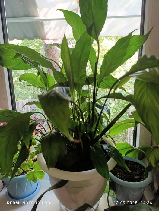 Продам комнатные цветы