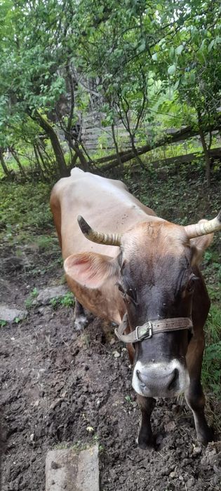 Vând vacă bruna de Maramureș