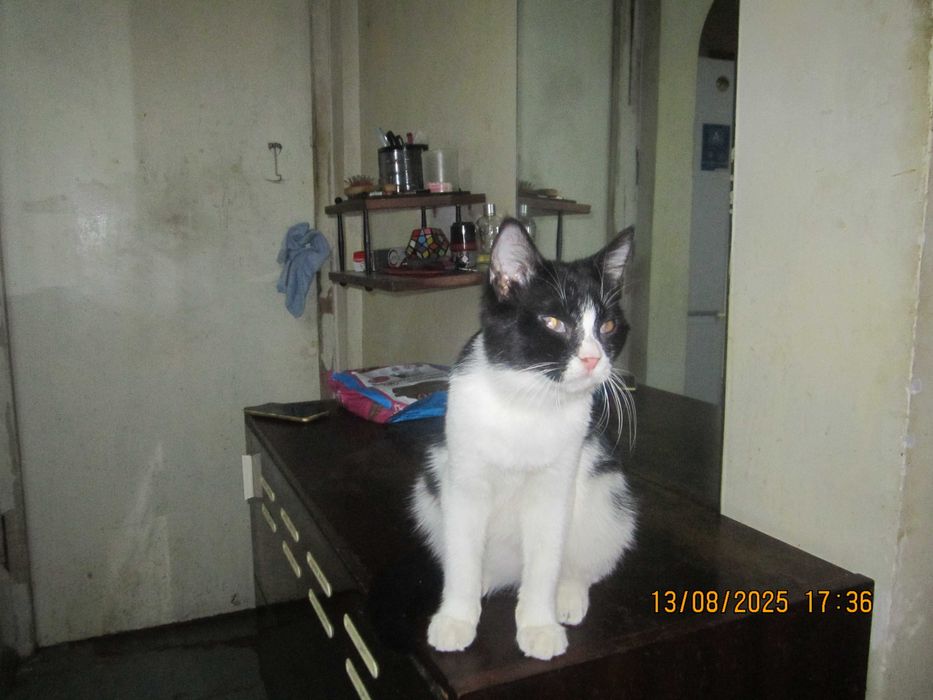 Домашний котенок в добрые руки. Смотрите другие объявления автора.