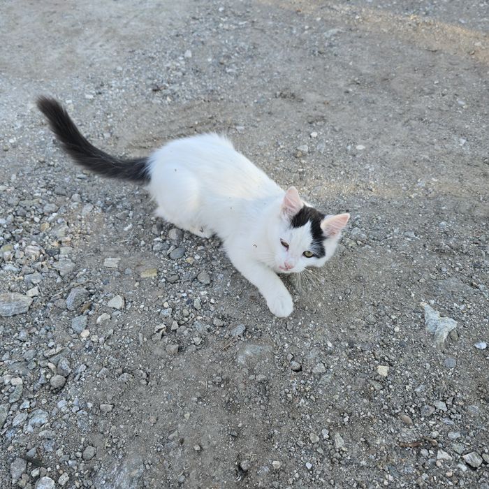 Коте та 3 месеца