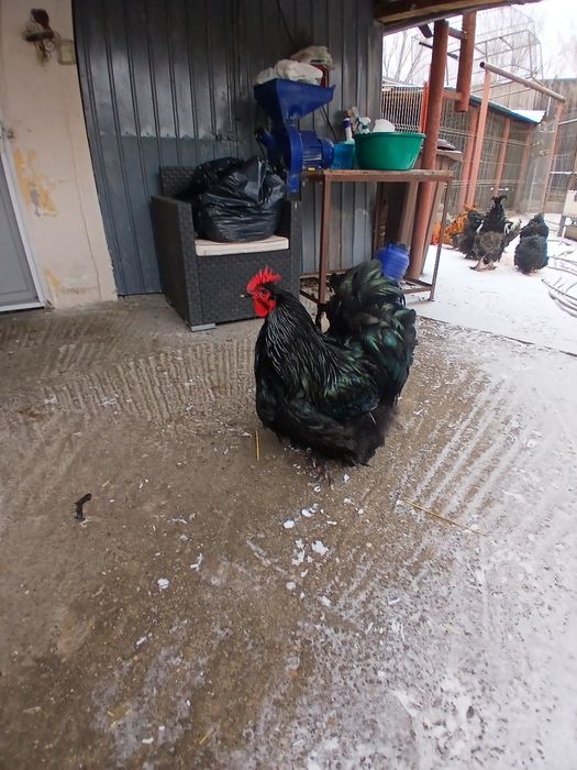 Vând  cocosi  de  rasă