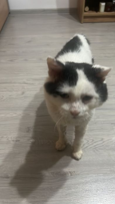 Donez motănel iubitor