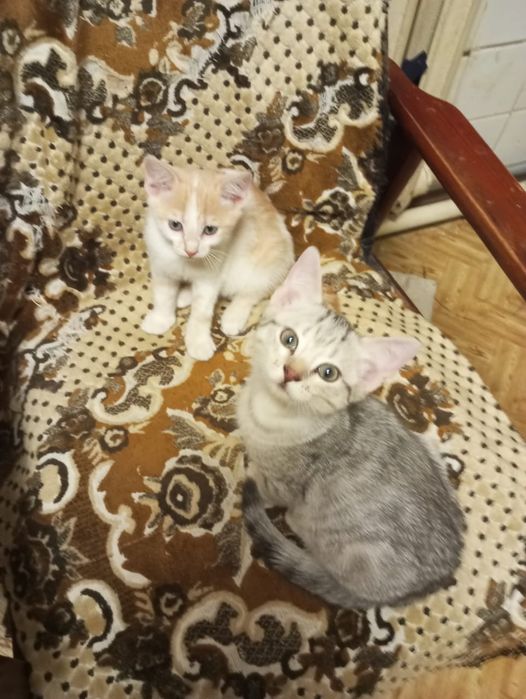 Котята отдам ответственным людям