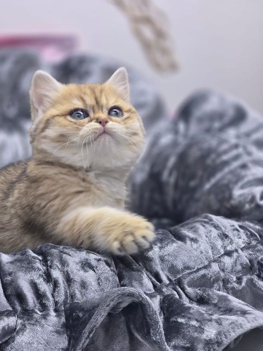 Котик и кошечка британские