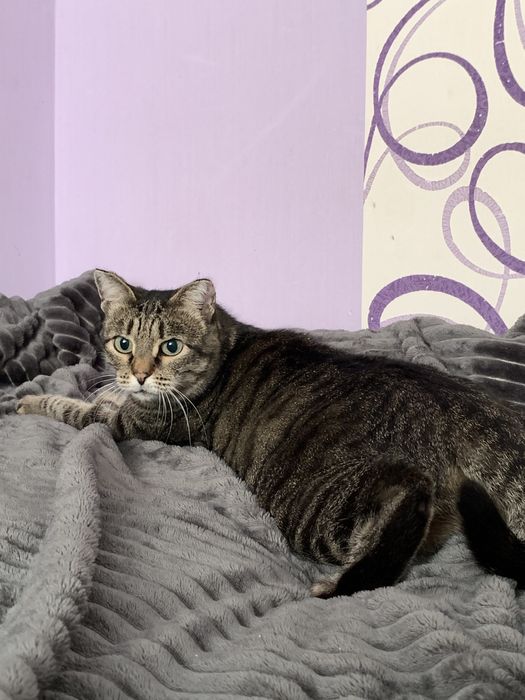 Кошка ищет семью