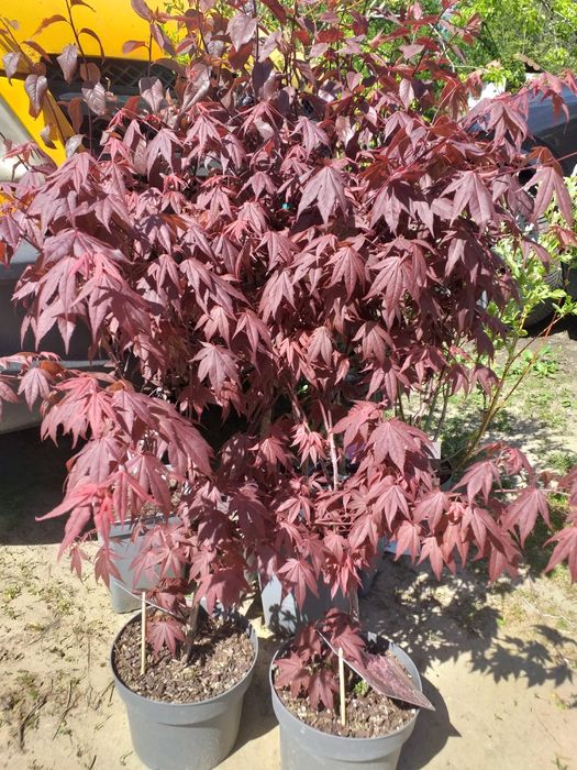 Vand hortensii la ghiveci  și artari japonezi la ghiveci