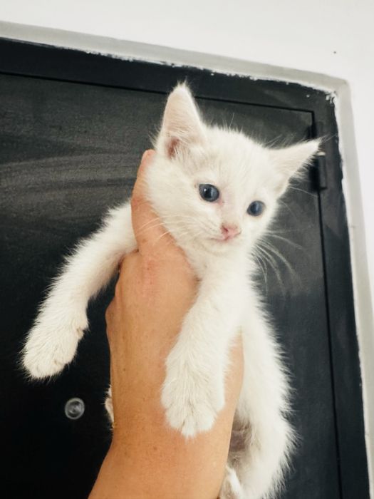 Милые котята приучены к лотку