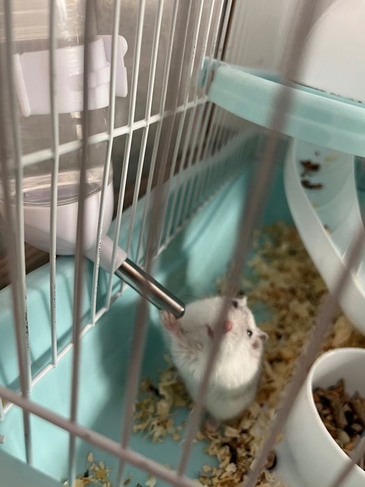 Белые пушистые хомяки, мальчик и девочка.