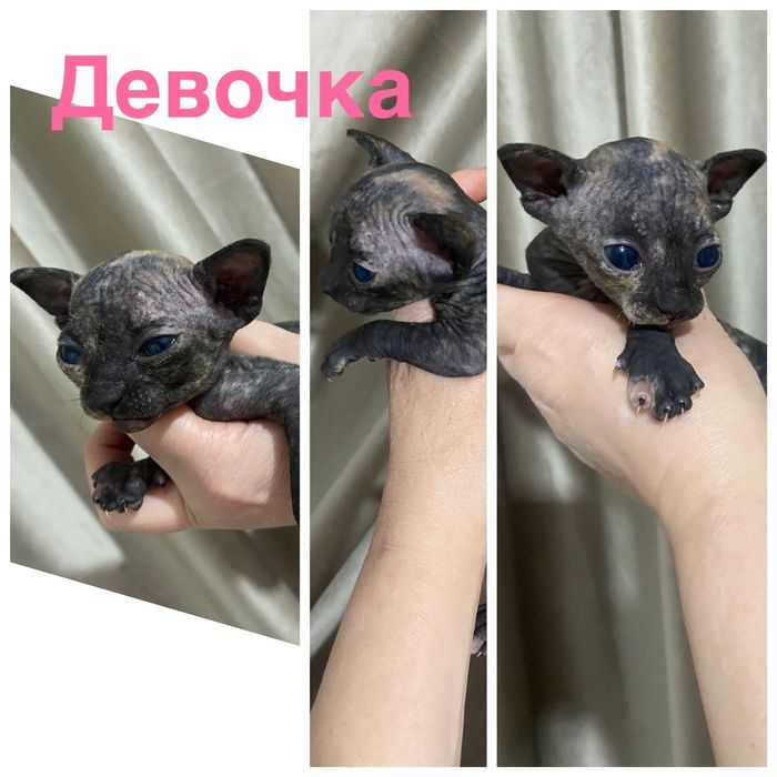 Бронь на Канадских сфинксов и эльфов