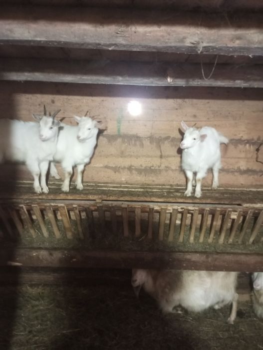 Vand doi iezi mai multe detalii la telefon