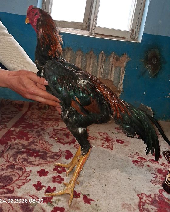 Продам петушка!!