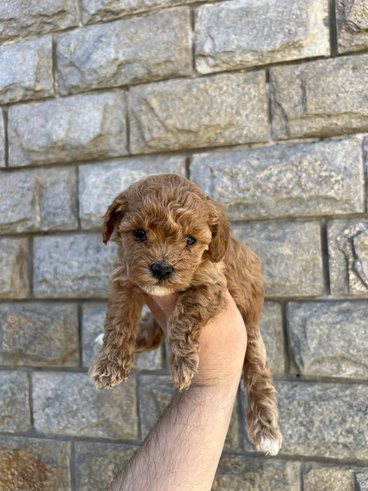 Той Пудрлчета ‘Мини