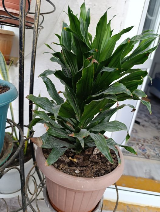 Комнатные цветы        .