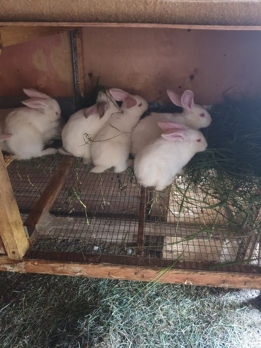 Продам крольчат Великана