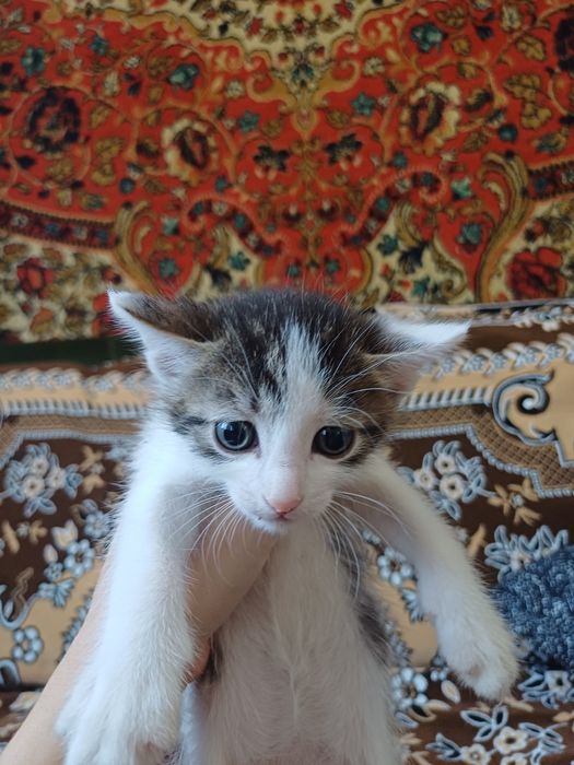 Отдам котёнка мальчика