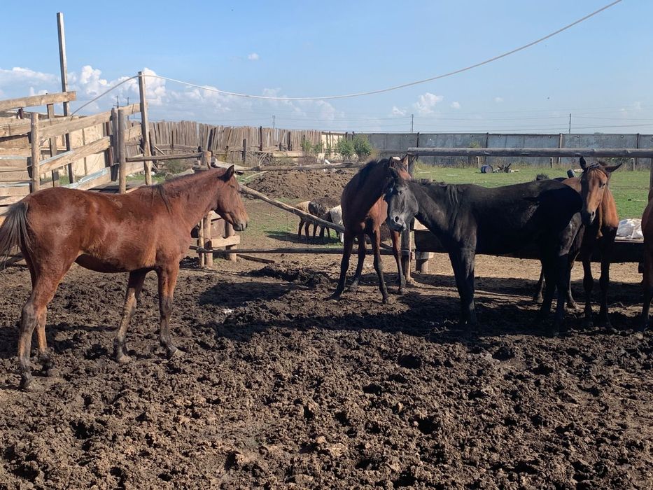 Продам лошадей с откорма