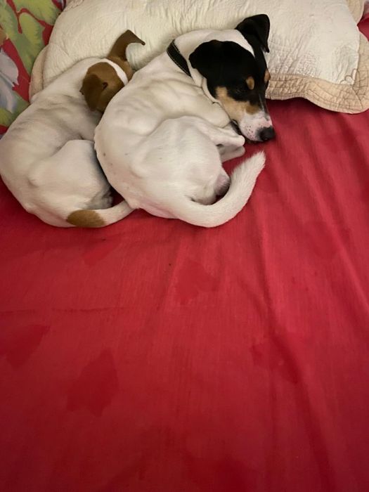 Джек Рассел Терьер