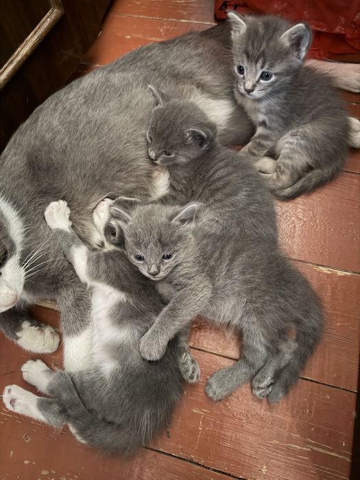 Отдам котят в добрые руки
