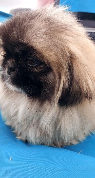 Băiat de 4 luni cu toate vaccinele la zi și carnet de sanatate