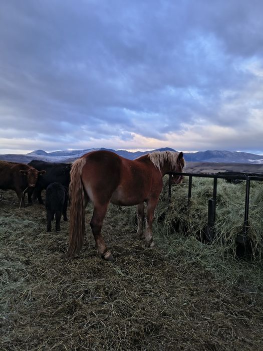 Vand/schimb manza gestanta