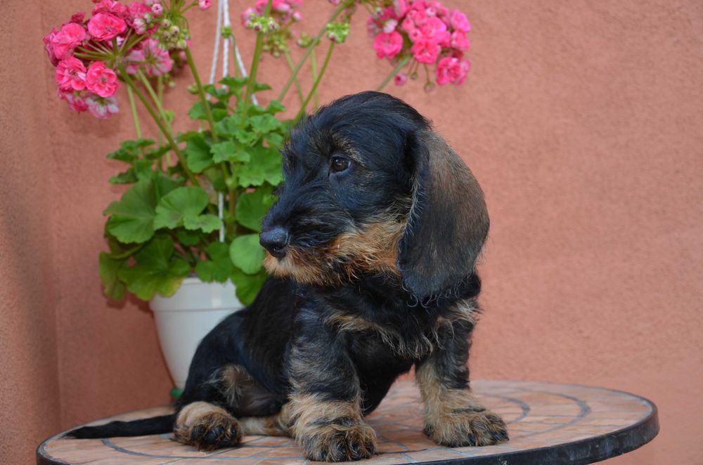 mascul de teckel sarmos standard cu Pedigree A, la 2.5 luni