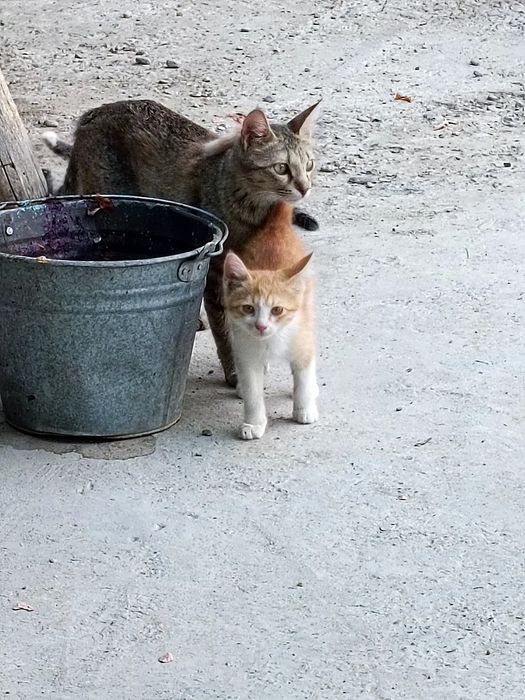 Отдадим кошек/котов бесплатно в хорошие руки .