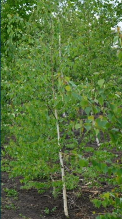 Mesteacan alb ( Betulla Pendula)