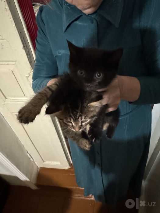 Отдам котят в добрые руки