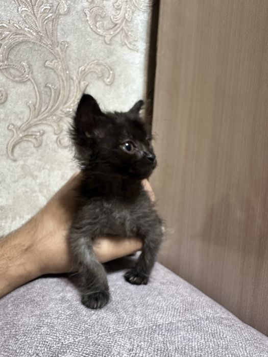 Отдам котят в хорошие руки