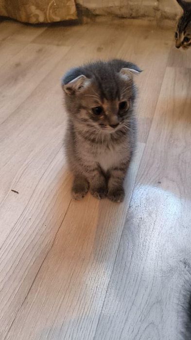 Котенок 2 месяца