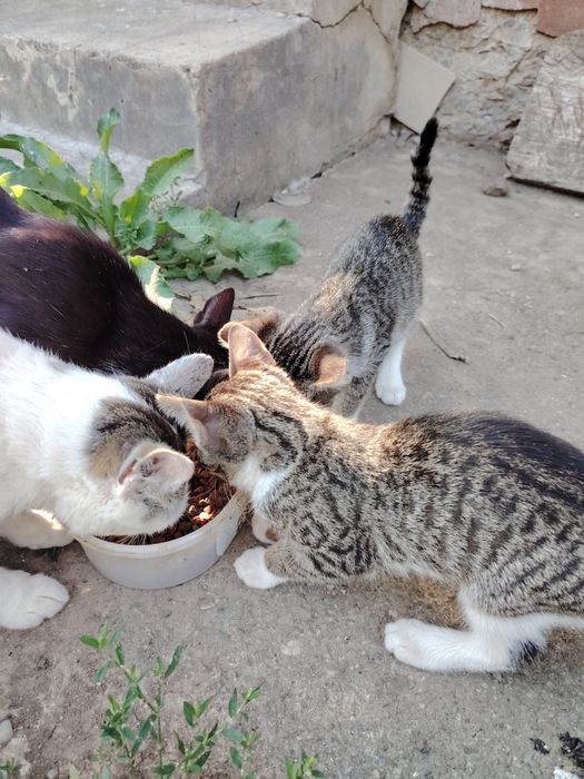 Donez piscute spre adoptie