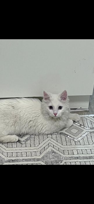 Котята пародистые.