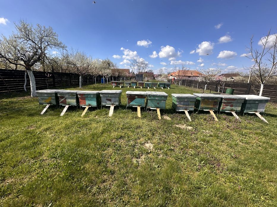 Vand 10 familii de albine
