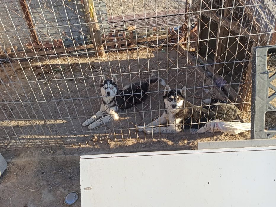 Продам собак и щенят хаски