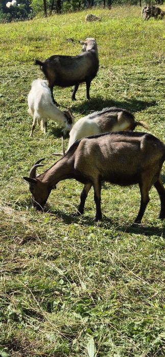 De vanzare caprite,tap si iezi