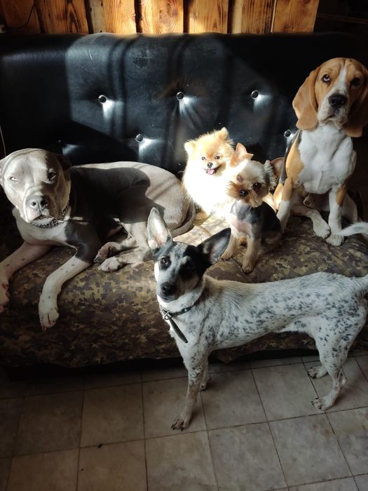 Детский сад для собак