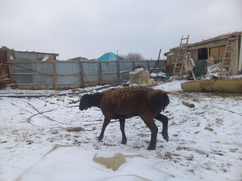 Қошқар сатылада багасы 140мын