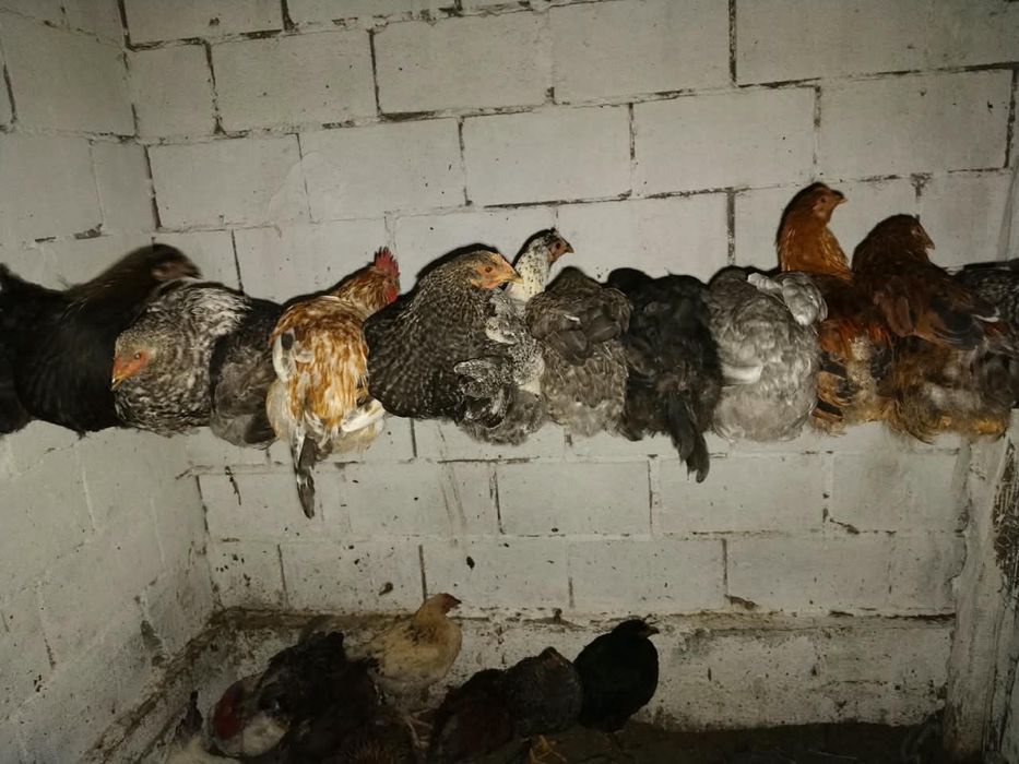 Продам домашних курей