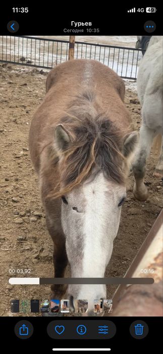 Айғыр және биелер сатыладц