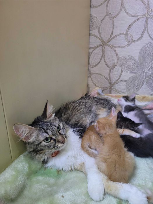 Котята маленькие