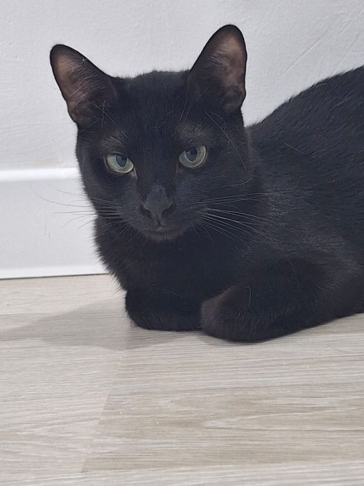 Отдаю в добрые руки котёнка