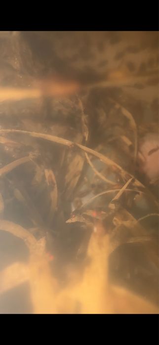 Kit cultură Drosophila – cutie pregătită pentru musculițe de hrană reptile insecte terariu tarantule jumping spider calugarite mantis  ready to make
