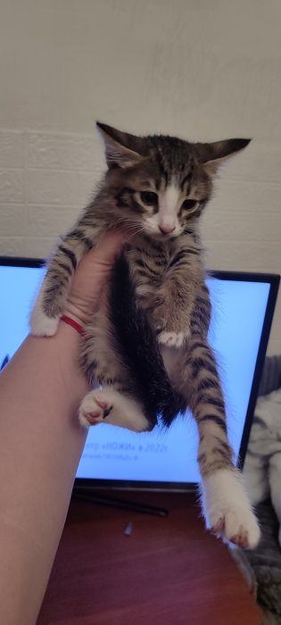 Котята 1 месячные